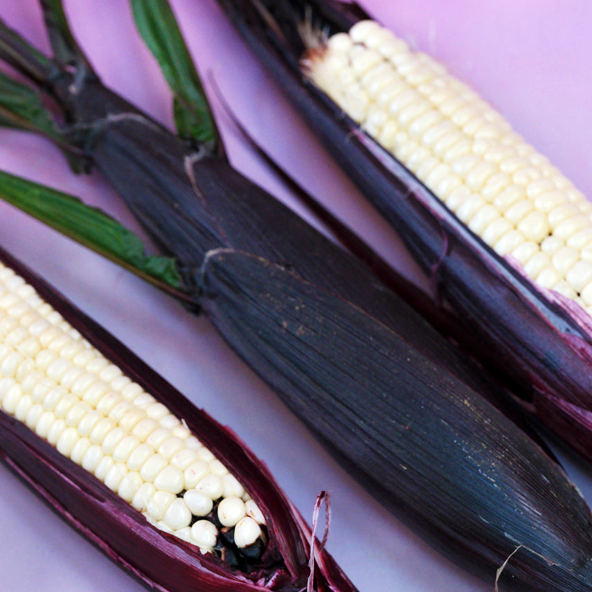 Three Martian Jewels Corn cobs on a purple background.