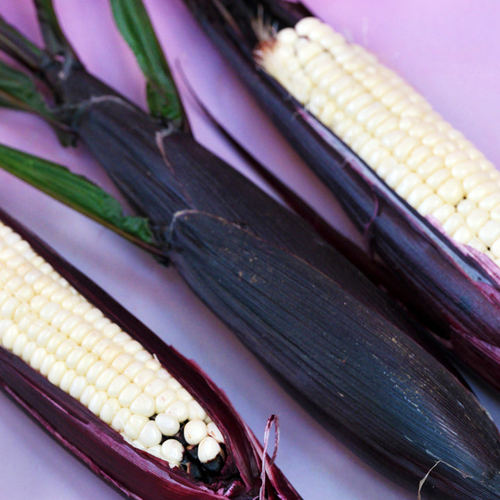 Three Martian Jewels Corn cobs on a purple background.