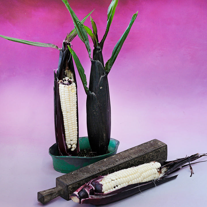 Martian Jewels Corn cobs standing on end with one cob laying down on a graduated pink background.