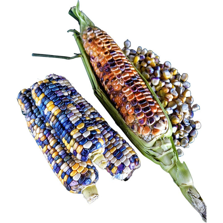 Astronomy Domine Corn on a white background.