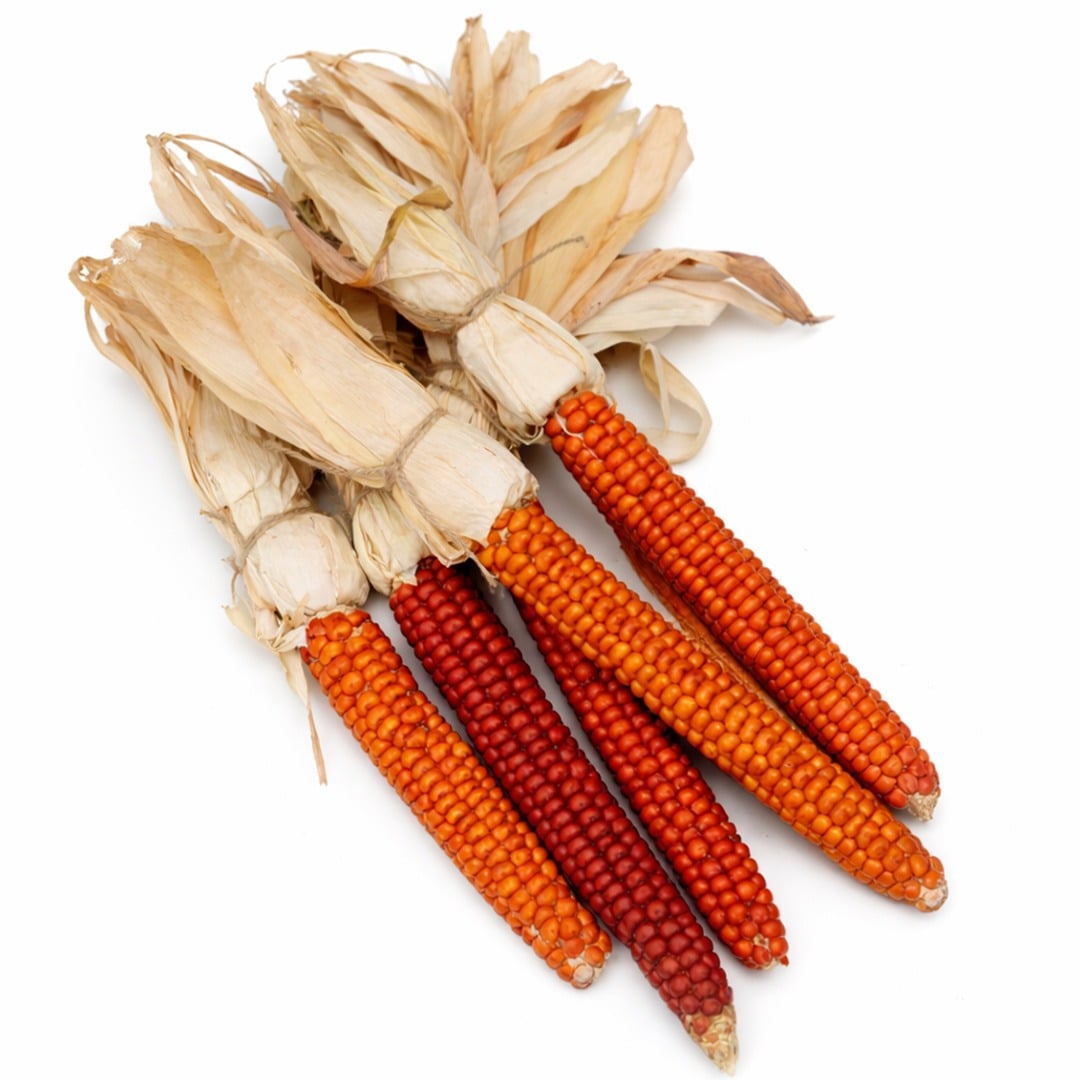 Several Atomic Orange corn stalks arranged on a white background.