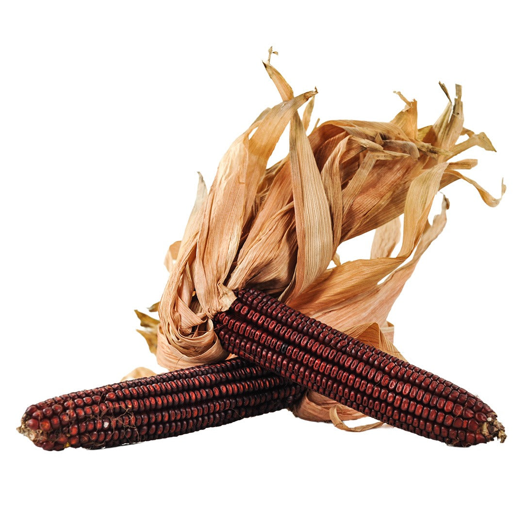 Bloody Butcher Dent Corn on a white background.