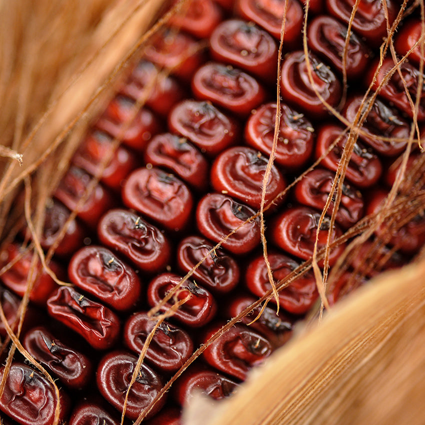 Close-up Bloody Butcher Dent Corn