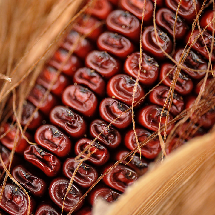 Close-up Bloody Butcher Dent Corn
