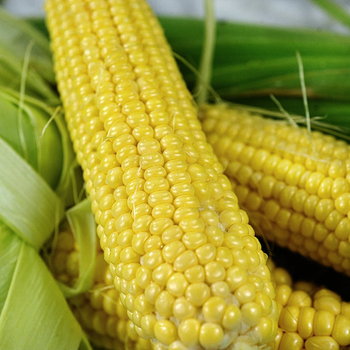 Buhl Sweet Corn close-up of kernels with husks.