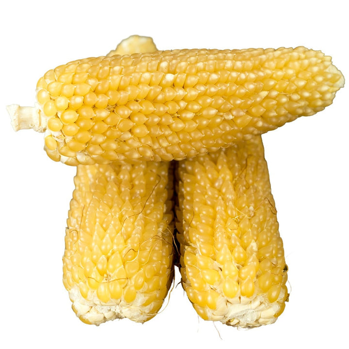 Corn Seeds, Burro Mountain Popcorn