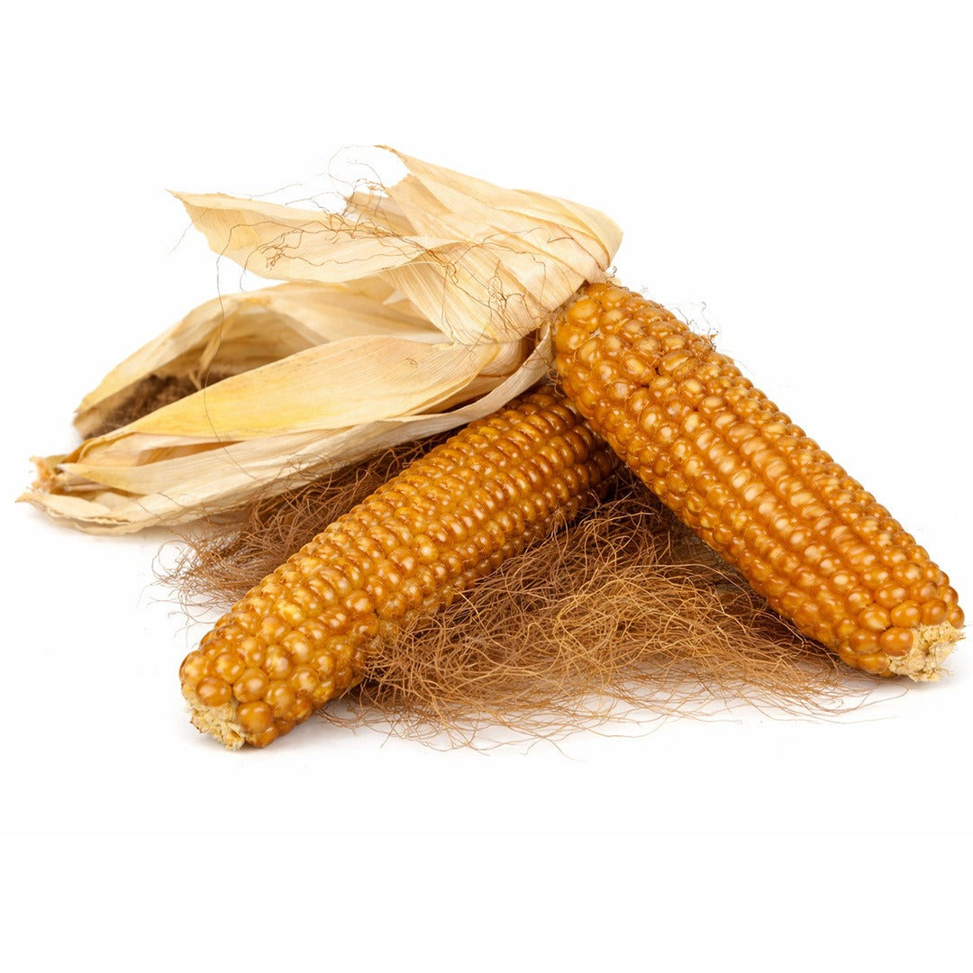 Chapalote corn stalks arranged on a white background.