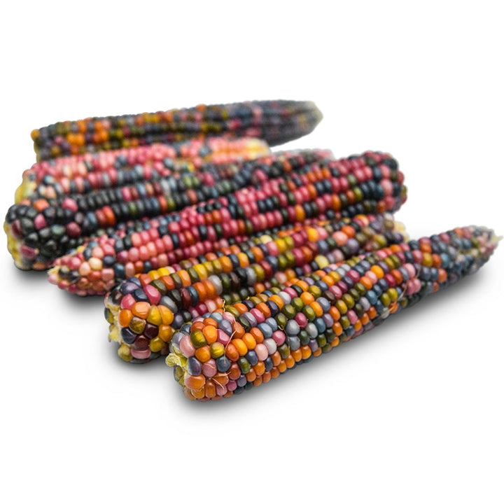 Ears of Glass Gem Popping Corn on a white background.