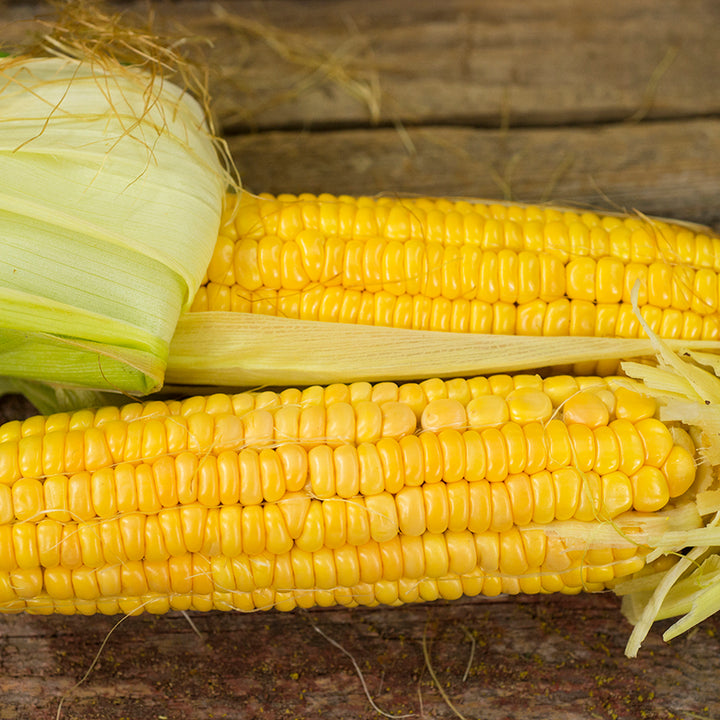 Close-up Golden Bantam Corn