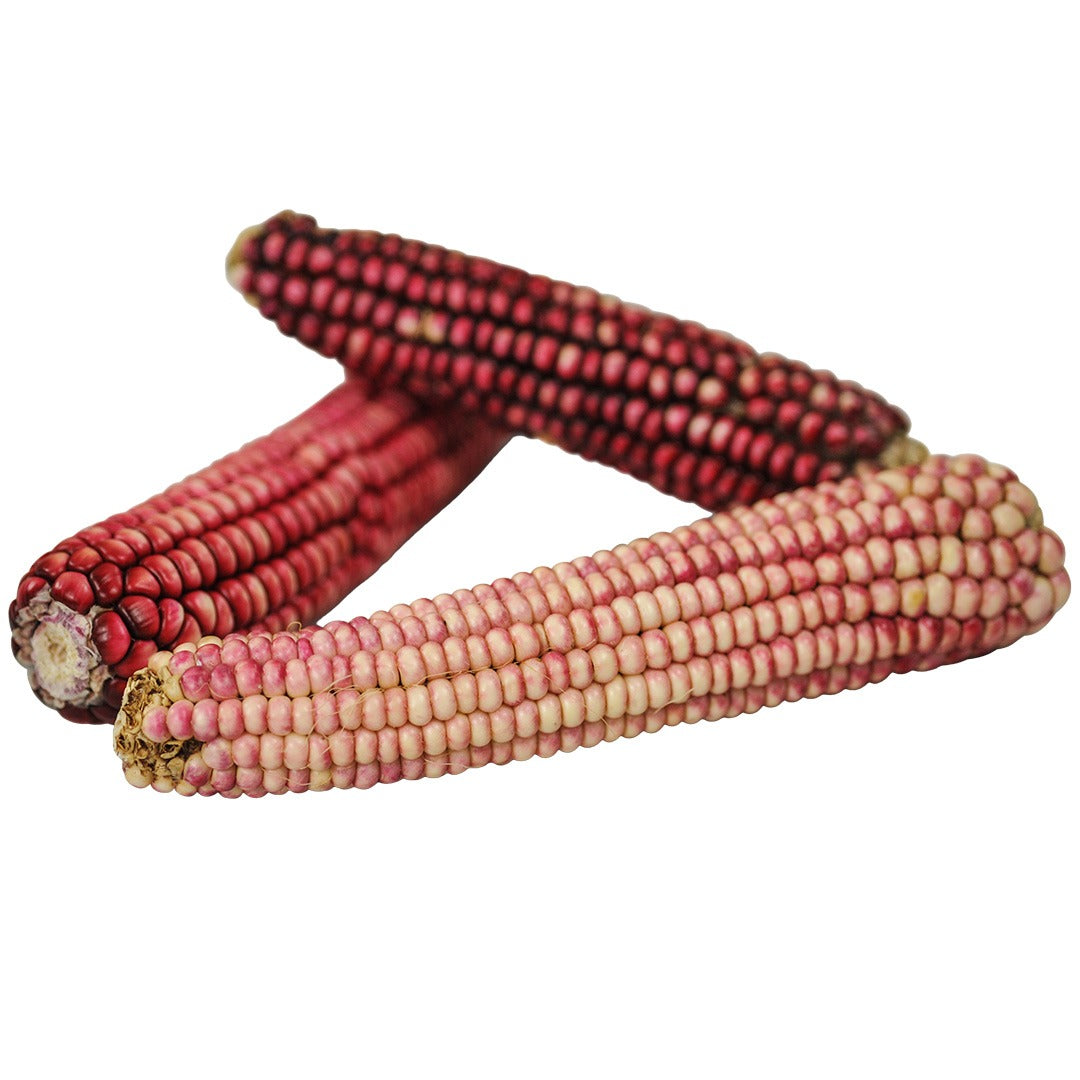 Trio of Hopi Pink Corn on a white background.