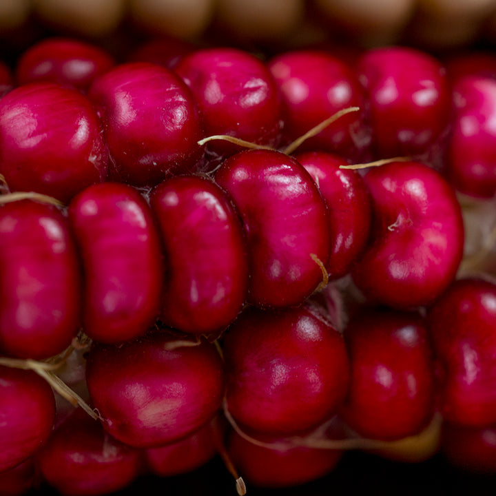 Extreme close-up Hopi Pink Flour Corn
