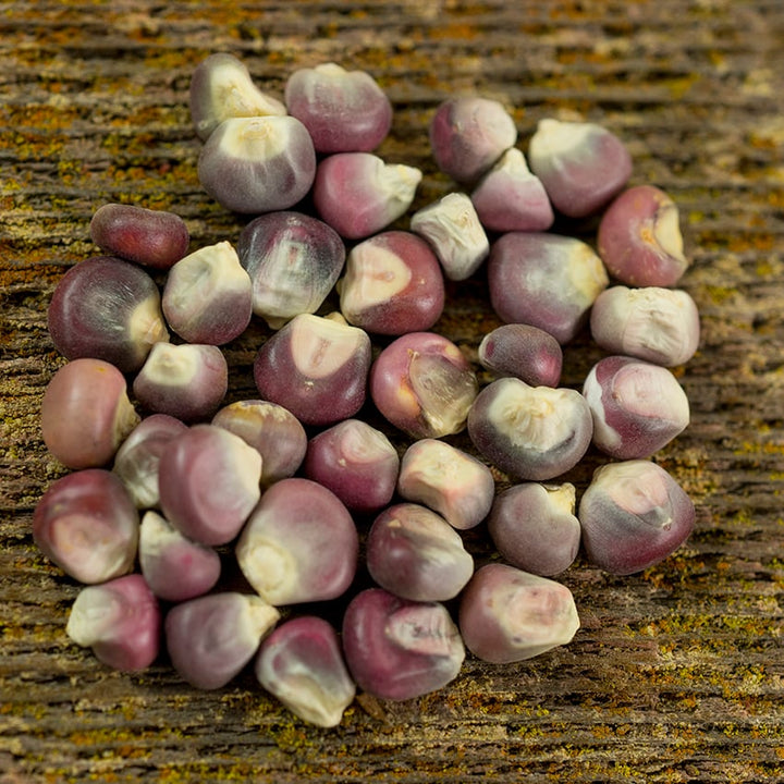 Corn Seeds, Hopi Purple