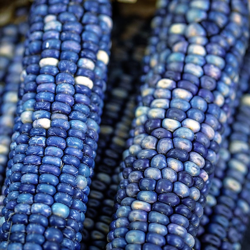 Corn Seeds, Hopi Turquoise