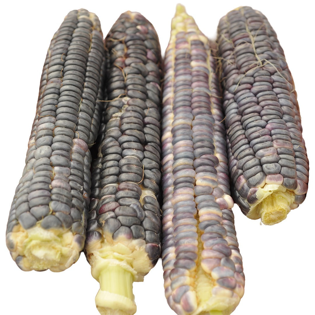 Four ears of Japanese Black Sticky Corn on a white background.