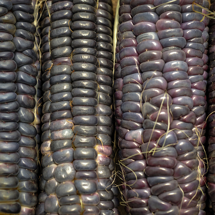 Corn Seeds, Japanese Black Sticky