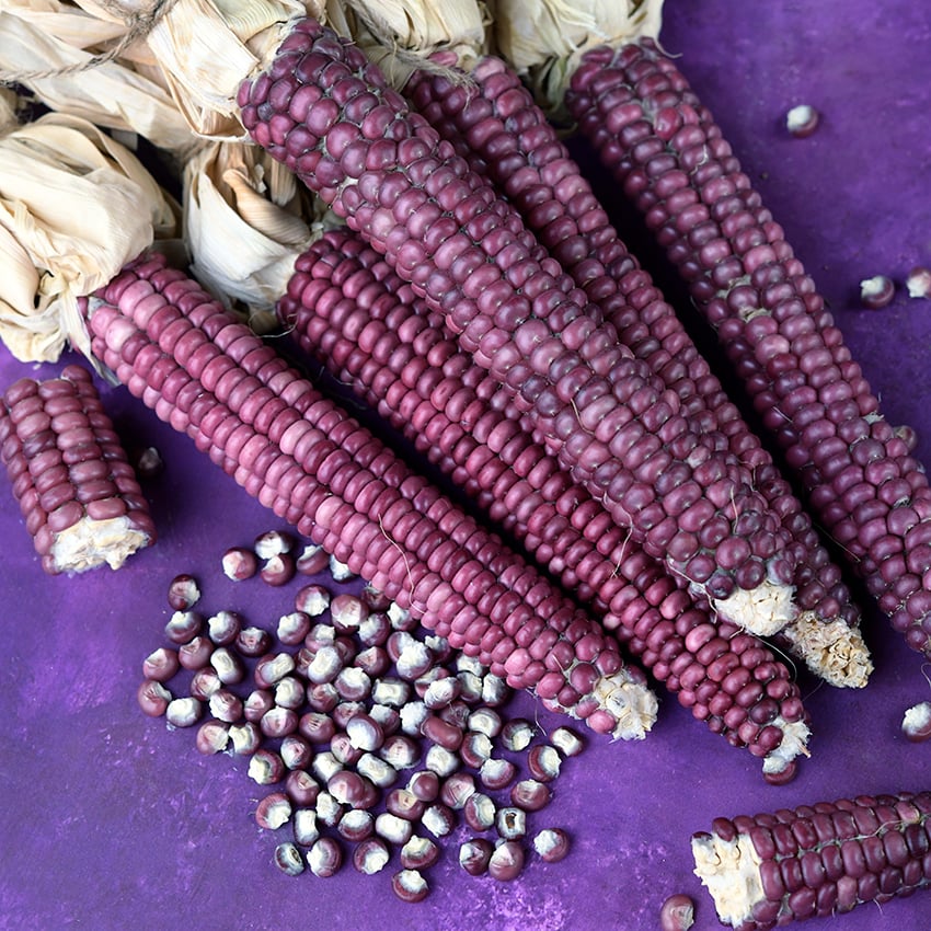 Corn Seeds, Montana Lavender Clay