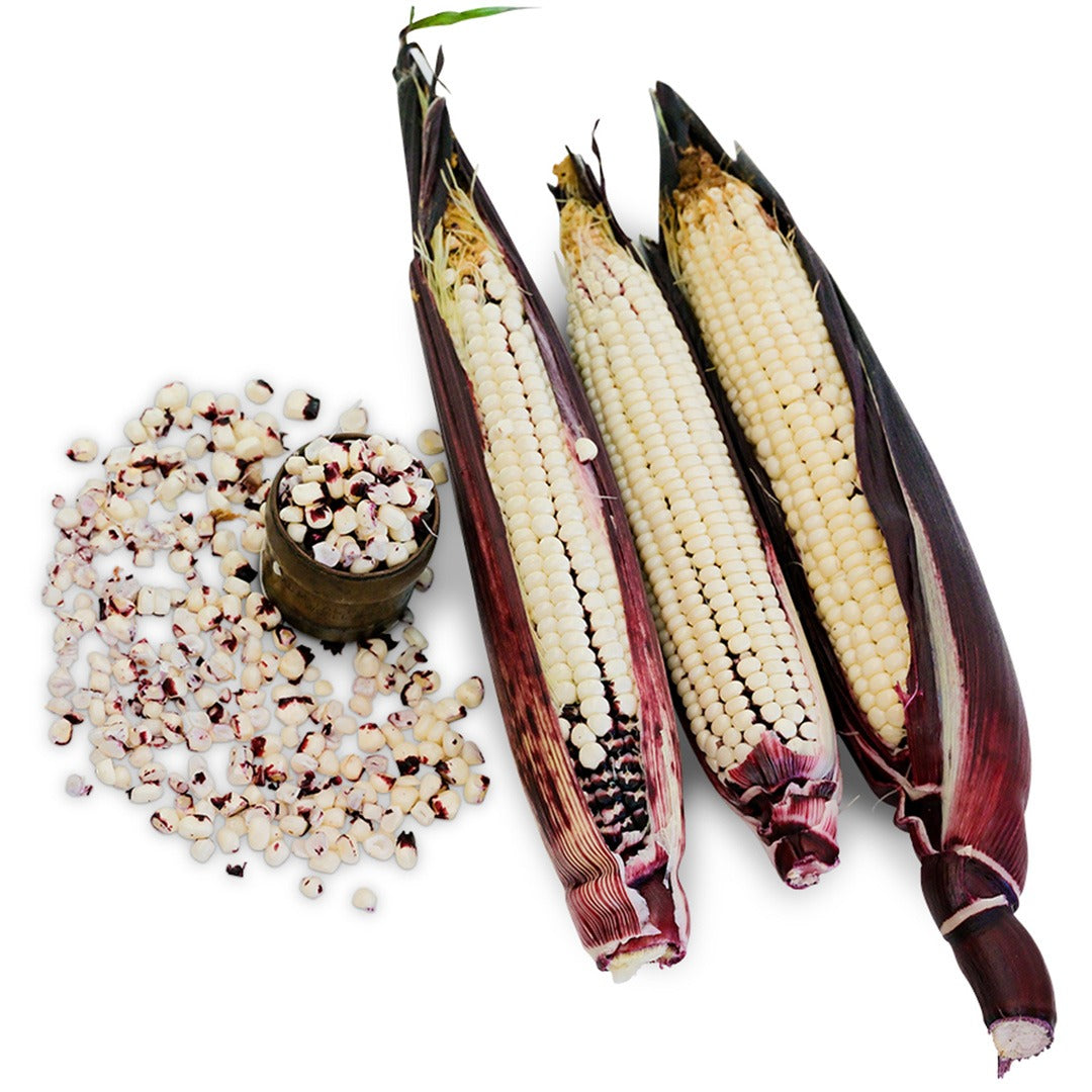 Trio of Martian Jewels Corn on a white background.