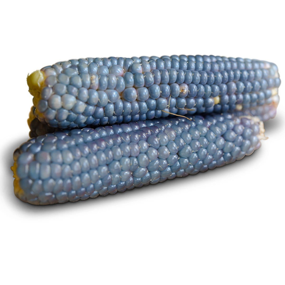 Mini Blue Popcorn Corn on a white background.