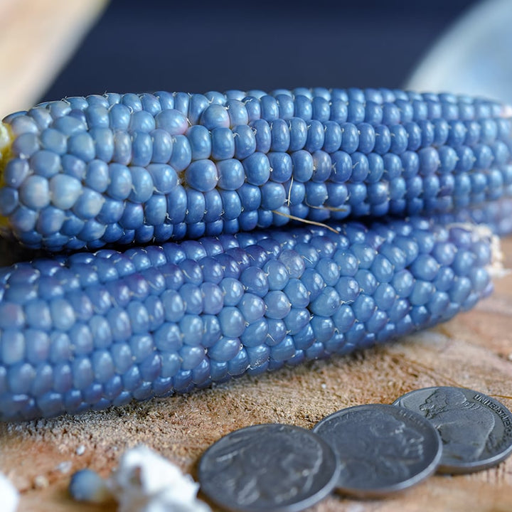 Mini Blue Popcorn cobs with quarters for size reference.