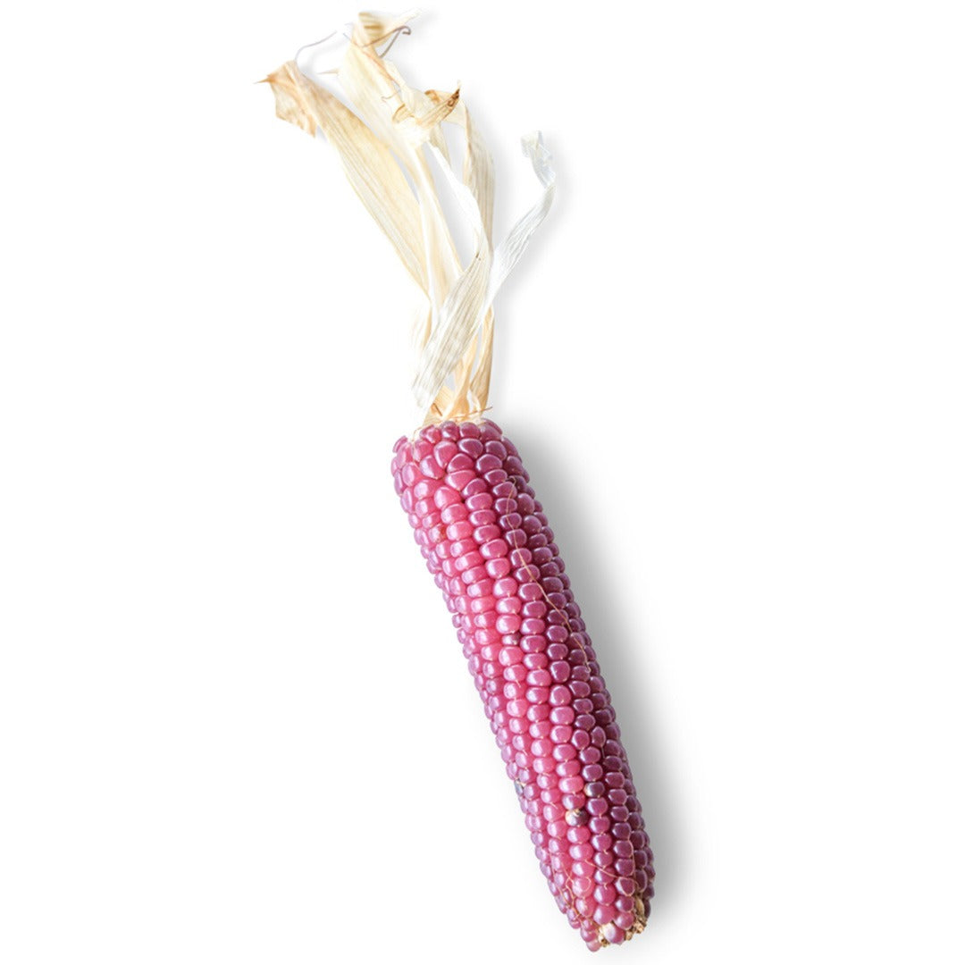 Mini Pink Popcorn corn on a white background