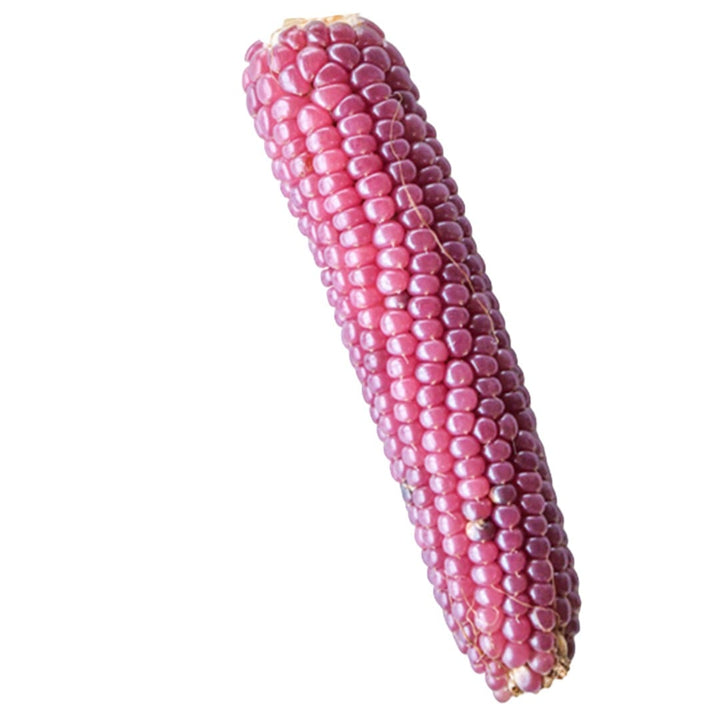 Corn Seeds, Mini Pink Popcorn