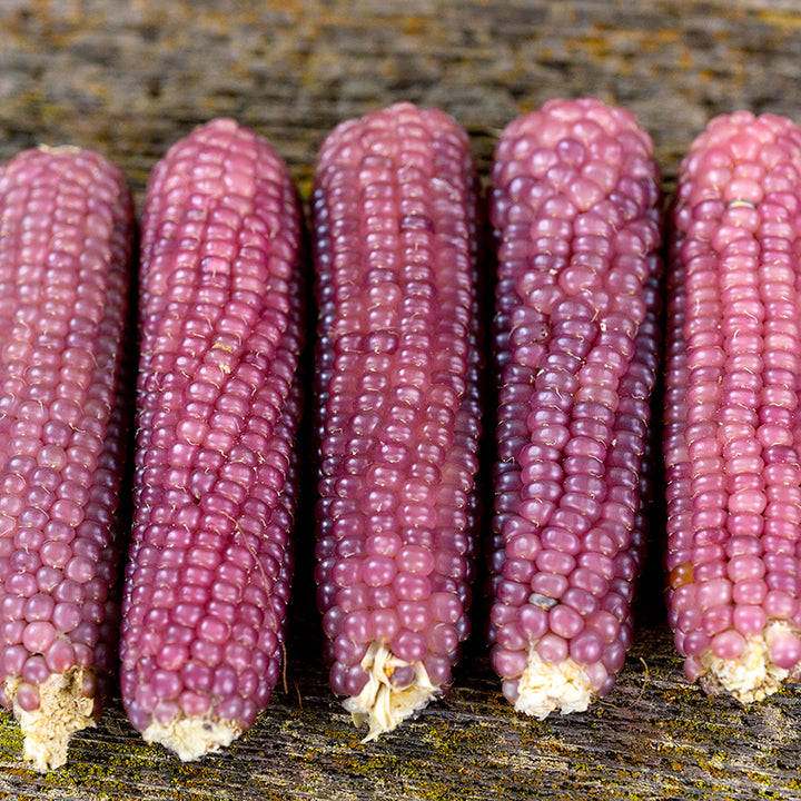 Corn Seeds, Mini Pink Popcorn