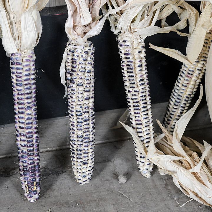 Montana Cudu corn standing on end.