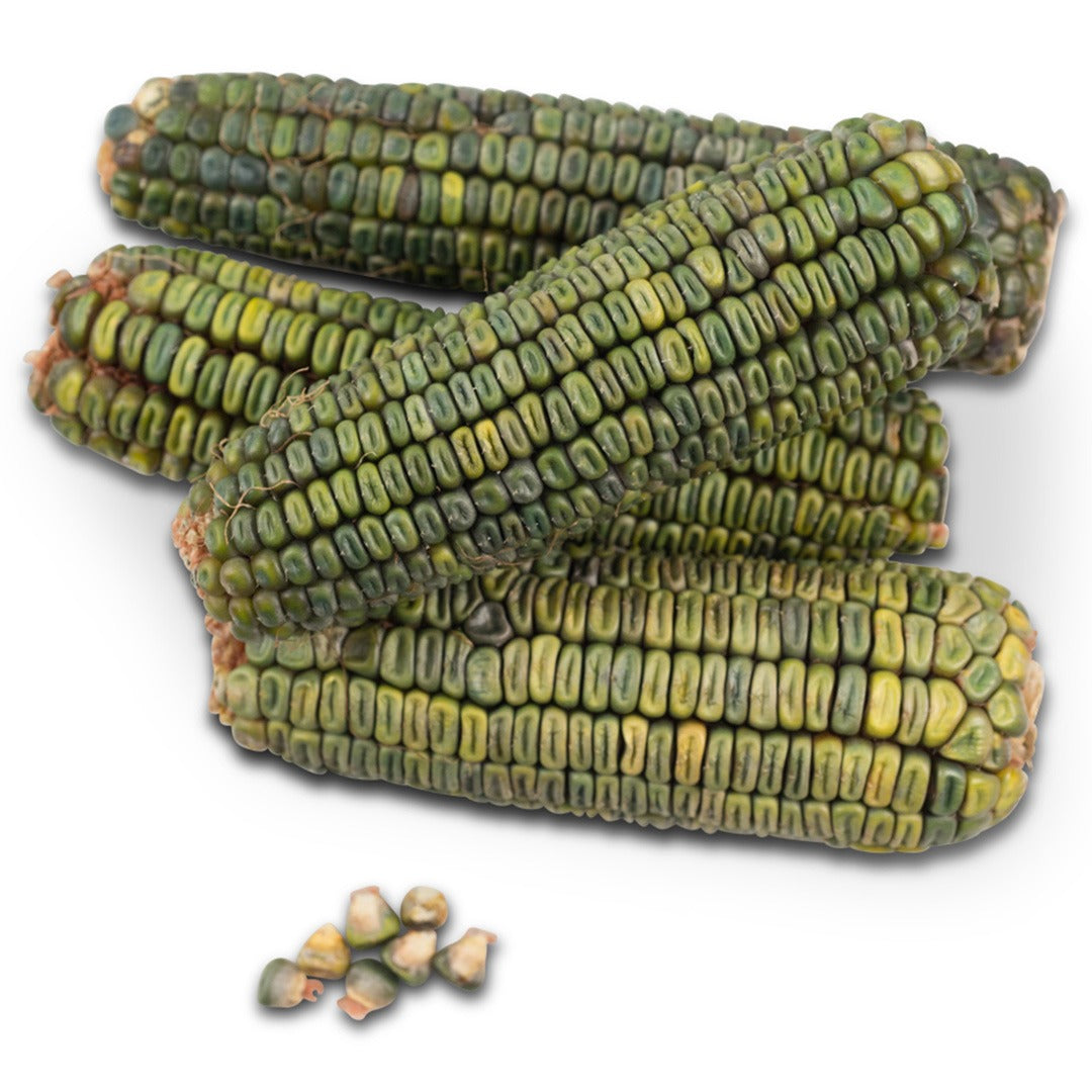 Ears of Oaxacan green corn on a white background