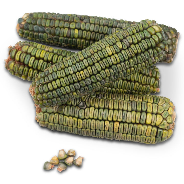 Ears of Oaxacan green corn on a white background