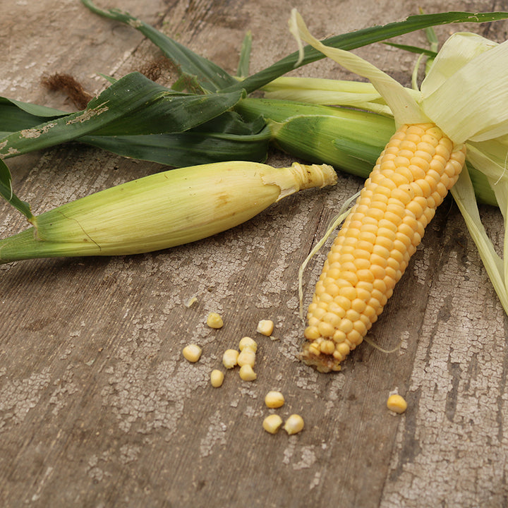 Corn Seeds, Orchard Baby Sweet