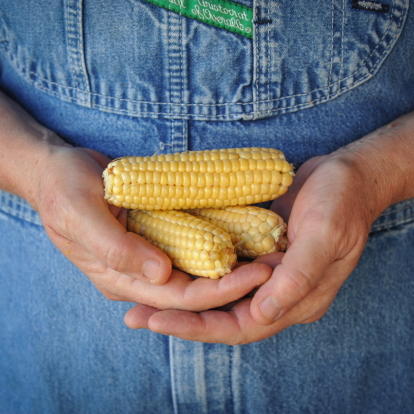 Trio of Orchard Baby Corn cobs being cradled in hands.
