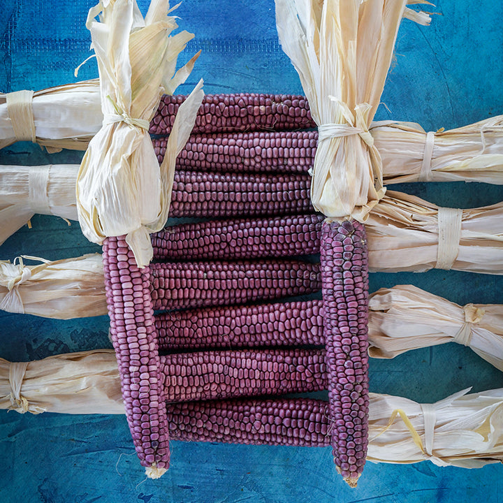 Hopi Blue corn on blue background.