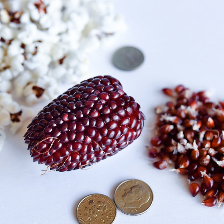 Strawberry Popcorn with kernels and popped corn as well as dimes for size reference.