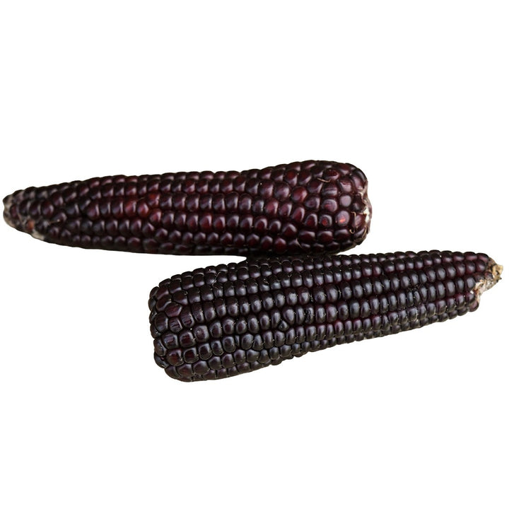 Striped Japonica Corn on a white background.