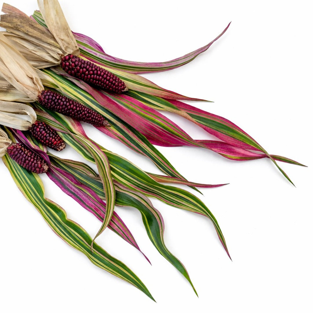Four Striped Japonica corn stalks arranged on a white background.