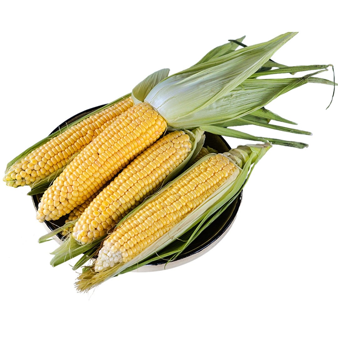 True Gold corn still in husks in a bowl on a white background.