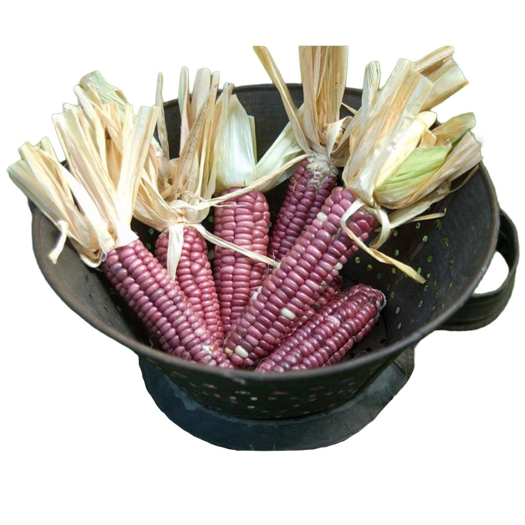 Tutelo Strawberry Corn in a colander on a white background.