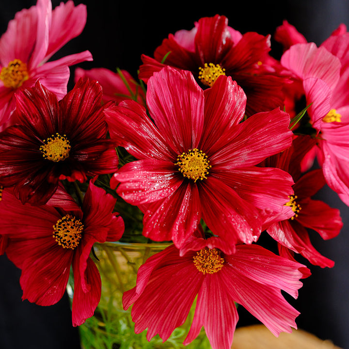Rubenza Cosmo flowers in green vase wet with mist