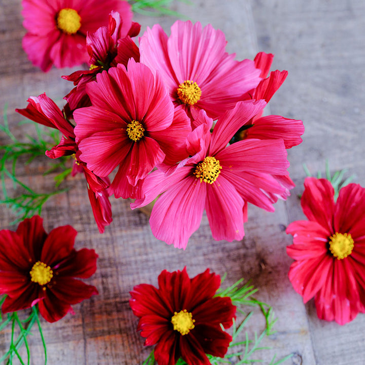 Rubenza Cosmo flowers in shades of red and pink on wood background