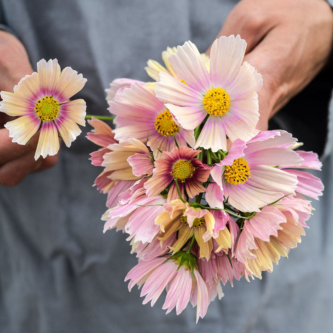 Cosmos Seeds, Apricot Lemonade