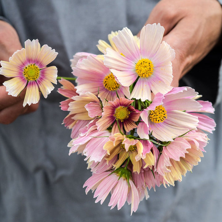 Cosmos Seeds, Apricot Lemonade
