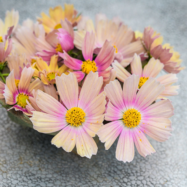 Cosmos Seeds, Apricot Lemonade