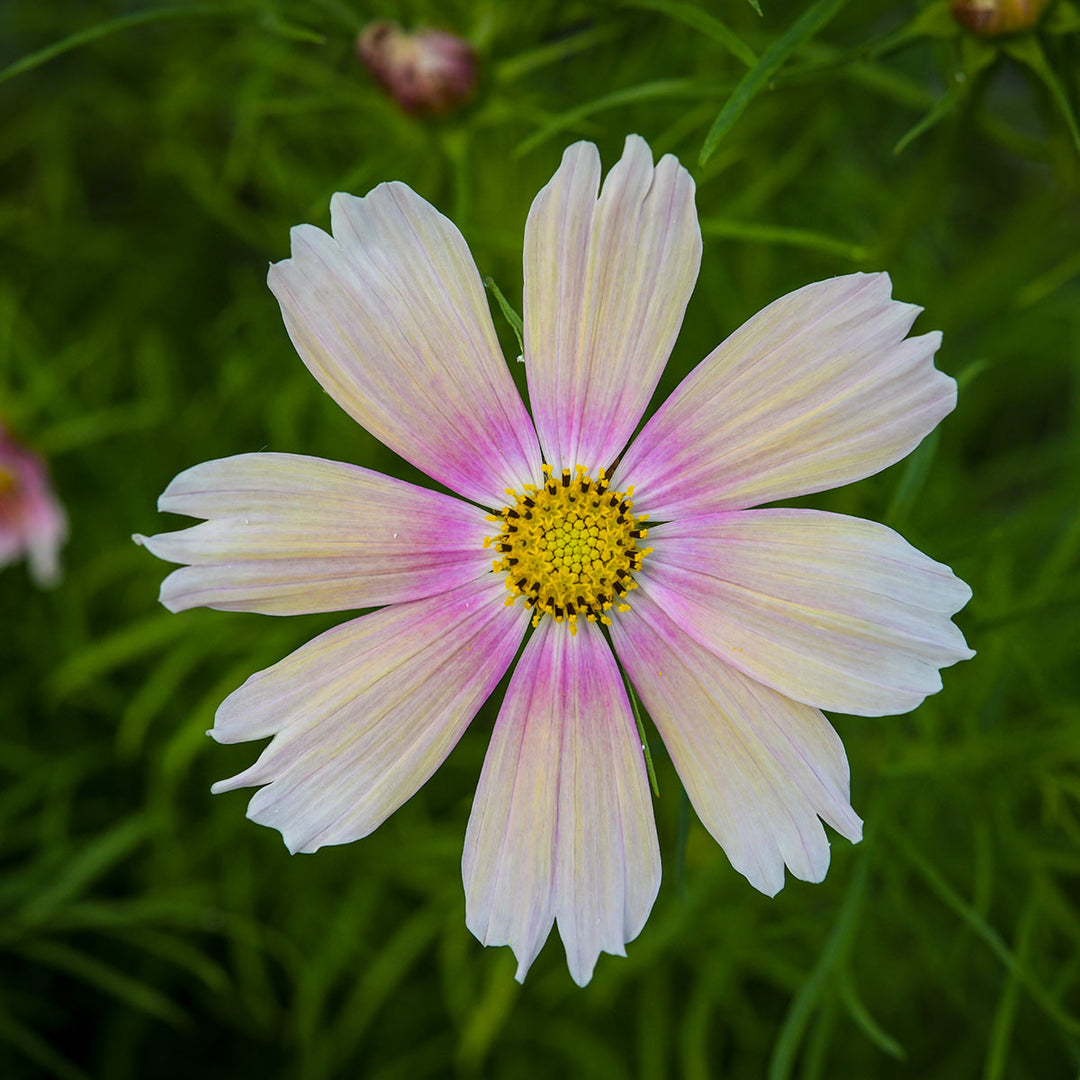 Cosmos Seeds, Apricot Lemonade