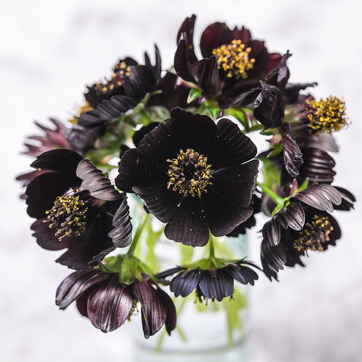 Cosmos Seeds, Black Magic