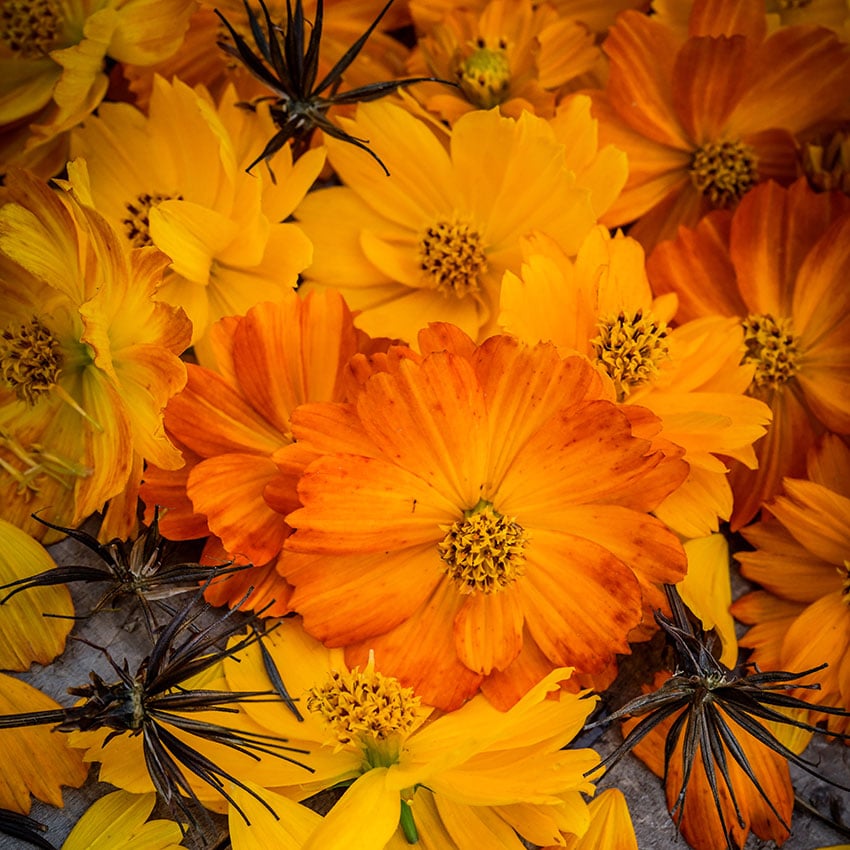 Cosmos Seeds, Bright Lights