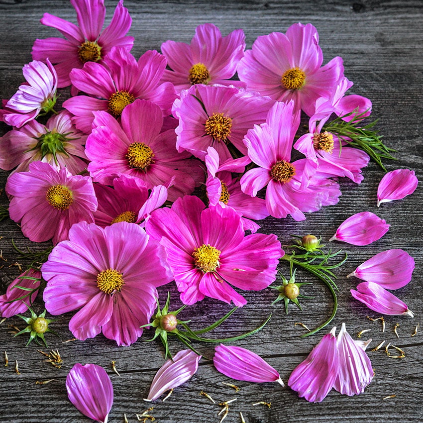 Cosmos Seeds, Candyfloss Pink Sunrise