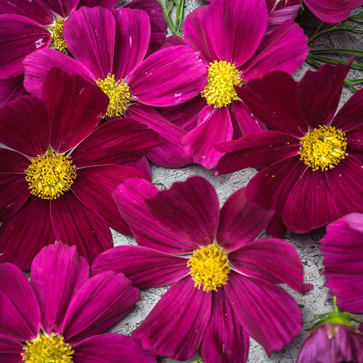 Cosmos Seeds, Candyfloss Red
