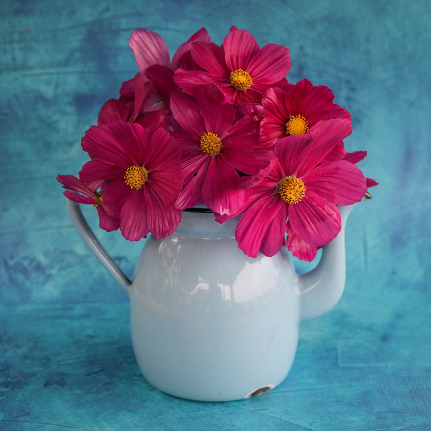 Cosmos Seeds, Candyfloss Red