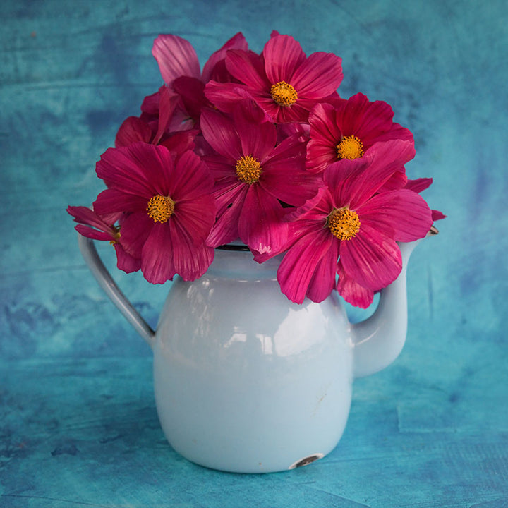 Cosmos Seeds, Candyfloss Red