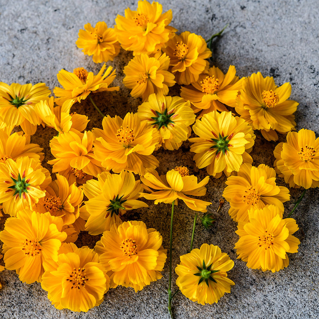 Cosmic Yellow Cosmos arranged on a stone background.